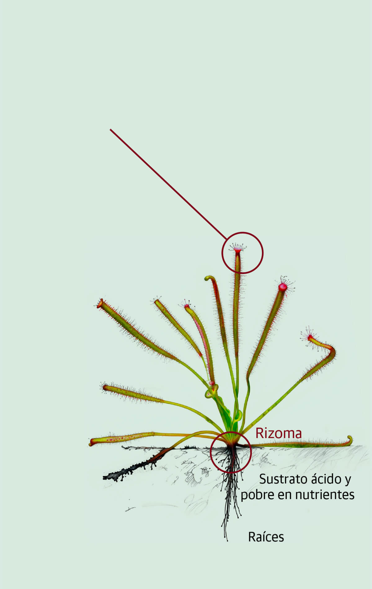 drosera capensis planta carnívora
