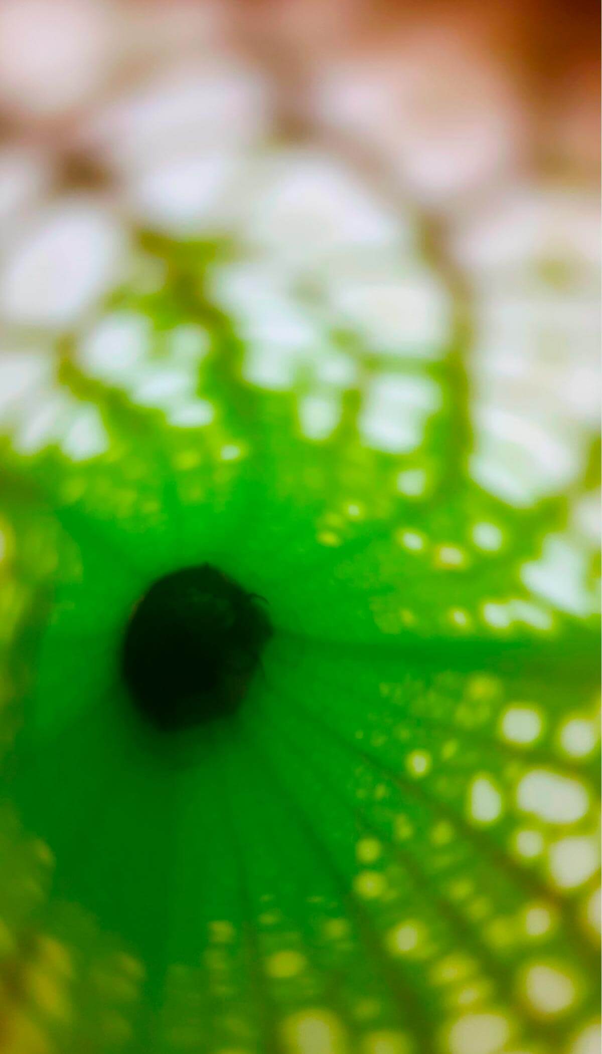 interior de una trampa de sarracenia